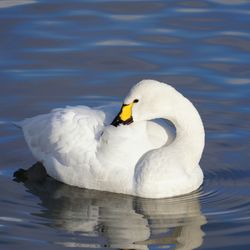 Bird swimming in lake