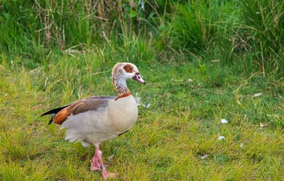 Mallard duck on field
