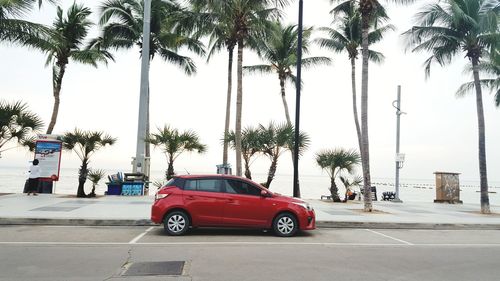 Cars on road by palm trees against sky in city