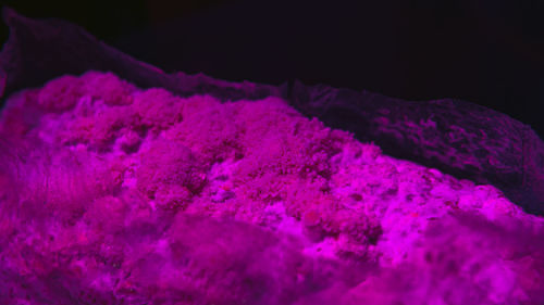 Close-up of pink flowers against black background