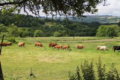 Sheep grazing on field against sky