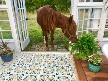 Horse standing on tiled floor
