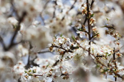 Close-up of cherry blossom