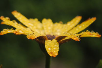 Close-up of raindrops on yellow flower
