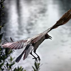 Bird flying over white background