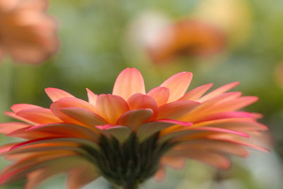 Close-up of orange flower