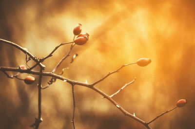 Close-up of berries growing on plant