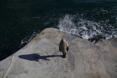 High angle view of lizard on rock in sea