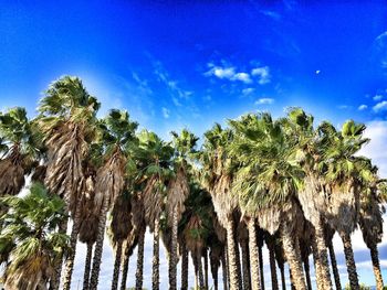 Low angle view of palm trees against blue sky