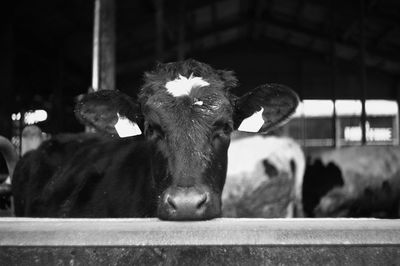 Close-up of sheep