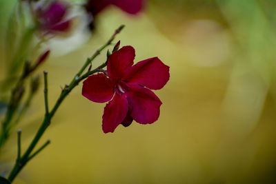 Close-up of red flowering plant