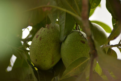 Close-up of fruit growing on tree