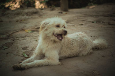 Dog relaxing on field