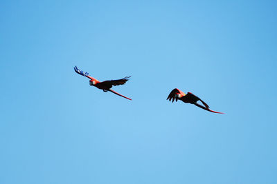 Low angle view of birds flying in sky