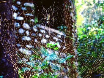 Full frame shot of spider web