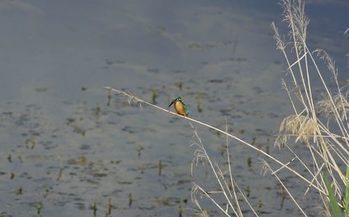 Bird perching on a lake