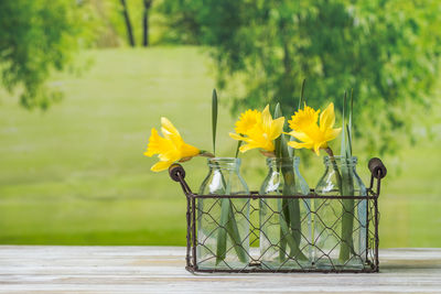 Close-up of yellow daffodil against trees