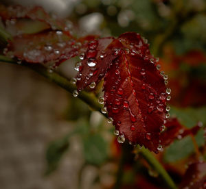 Close-up of wet red leaves on rainy day