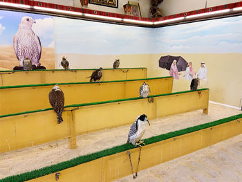 Pigeons perching on a wall