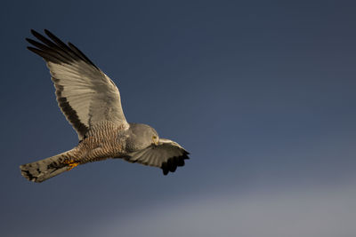 Low angle view of eagle flying in sky