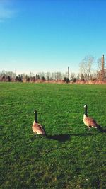 Bird on field against clear blue sky