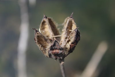 Close-up of dried plant against blurred background