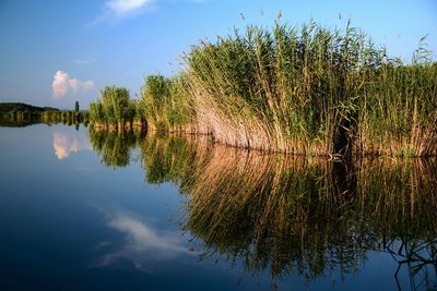 Reflection of tree in lake against sky