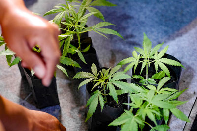 Cropped hand of woman holding plant