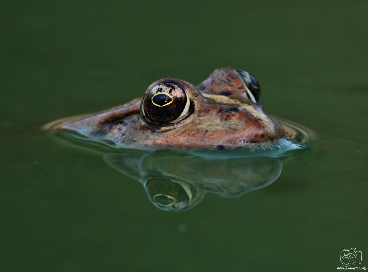 one animal, water, animals in the wild, animal themes, no people, animal wildlife, close-up, reptile, swimming, nature, day, underwater, outdoors, undersea