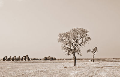 Bare tree on field against clear sky