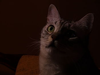 Close-up portrait of cat at home