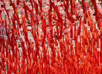 Full frame shot of red leaves