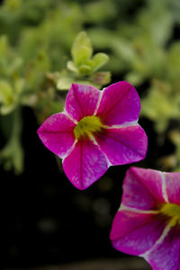 Close-up of pink cosmos blooming outdoors