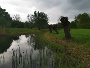 Scenic view of trees on field against sky