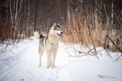 Dog standing on snow covered land