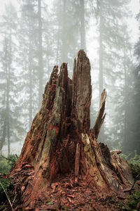 Tree stump in forest
