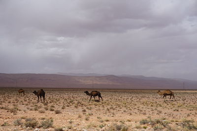 Horses grazing on desert landscape against sky