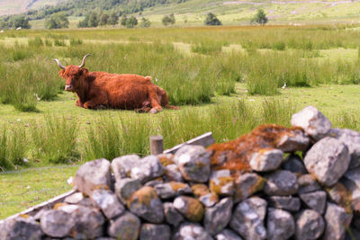 Cows in a field