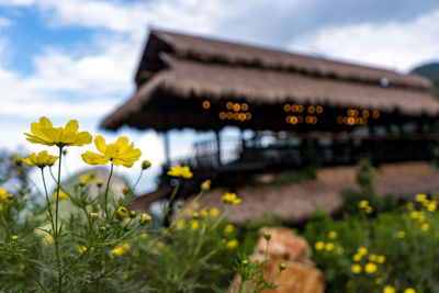 Yellow flowering plant against building