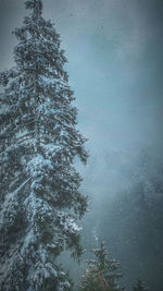 Low angle view of pine tree during winter