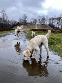 View of dogs in lake