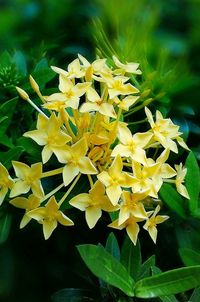 Close-up of yellow flowers blooming outdoors