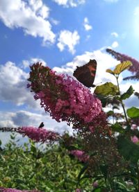 Low angle view of butterfly on pink flower against sky