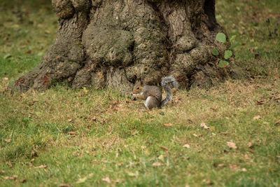 Squirrel on tree