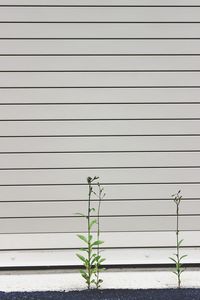 Close-up of plants