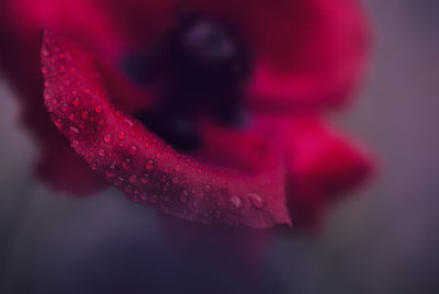 Close-up of red rose