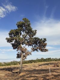 Tree on field against sky