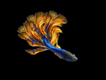 Close-up of jellyfish against black background