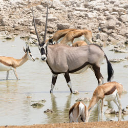 Side view of two horses on field