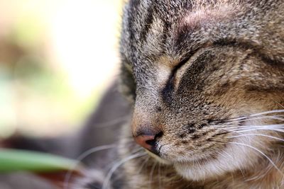 Close-up of a cat with eyes closed